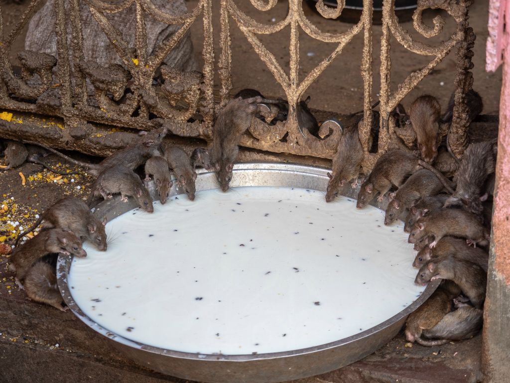 Karni Mata