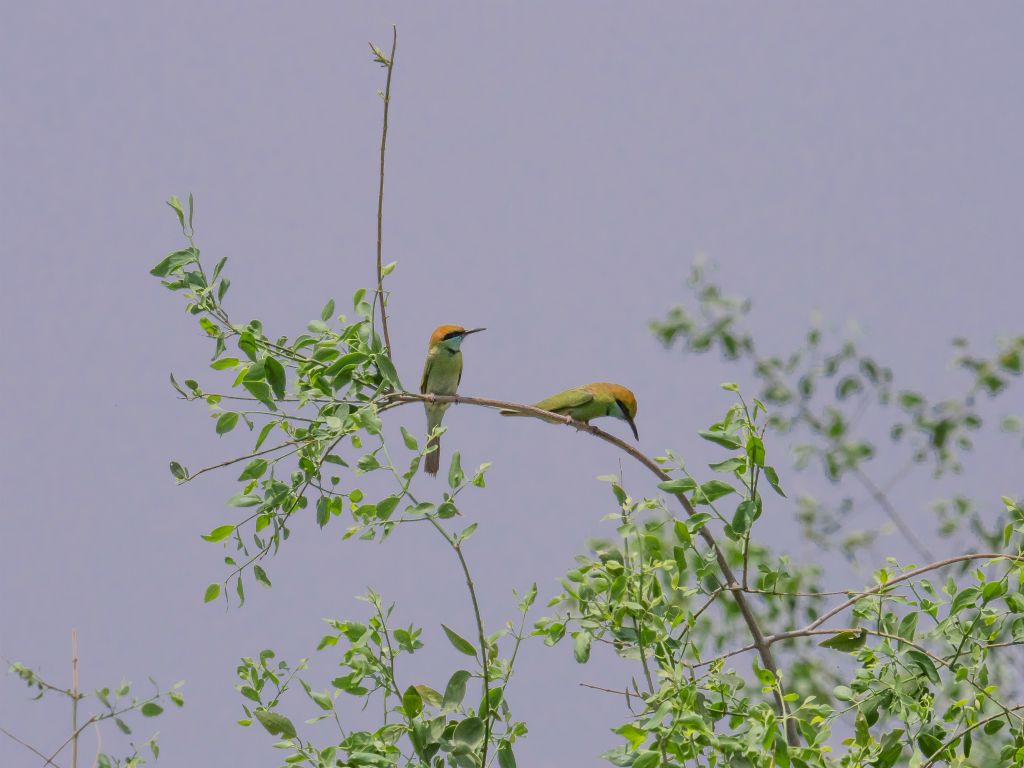 Bharatpur reserve