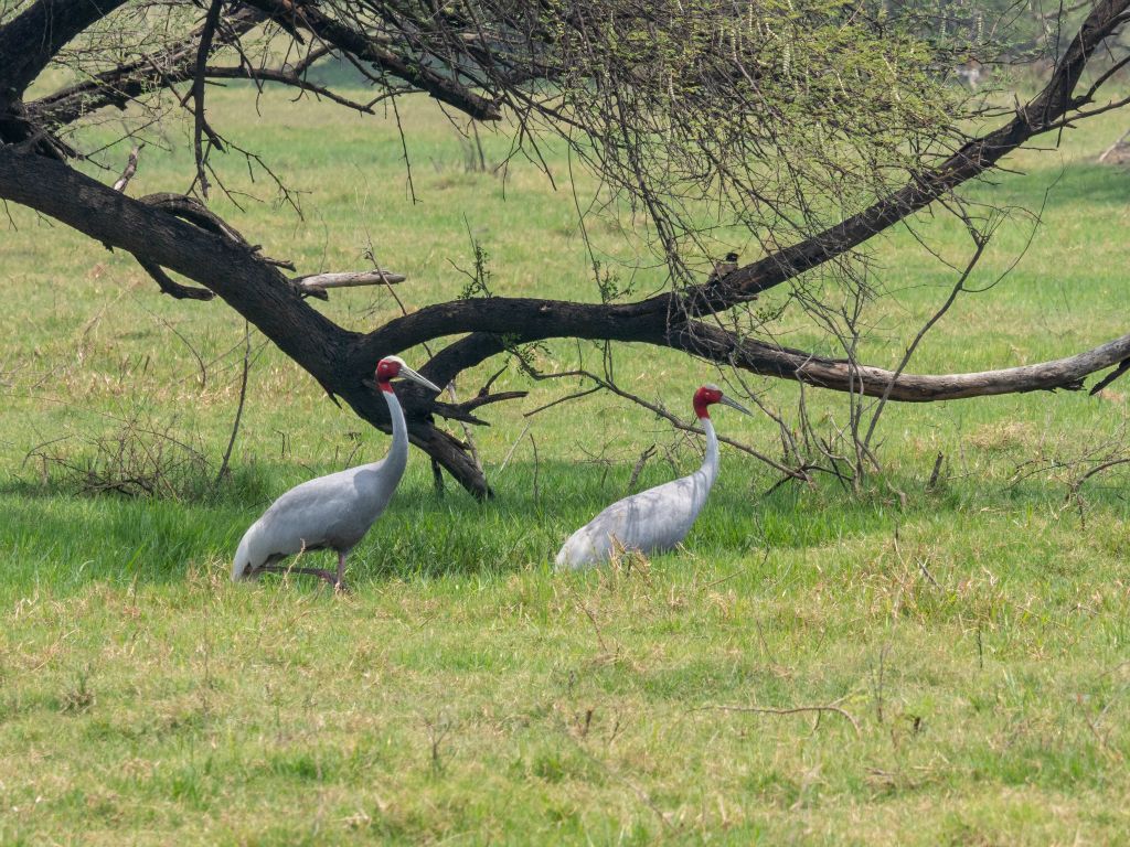 Bharatpur reserve