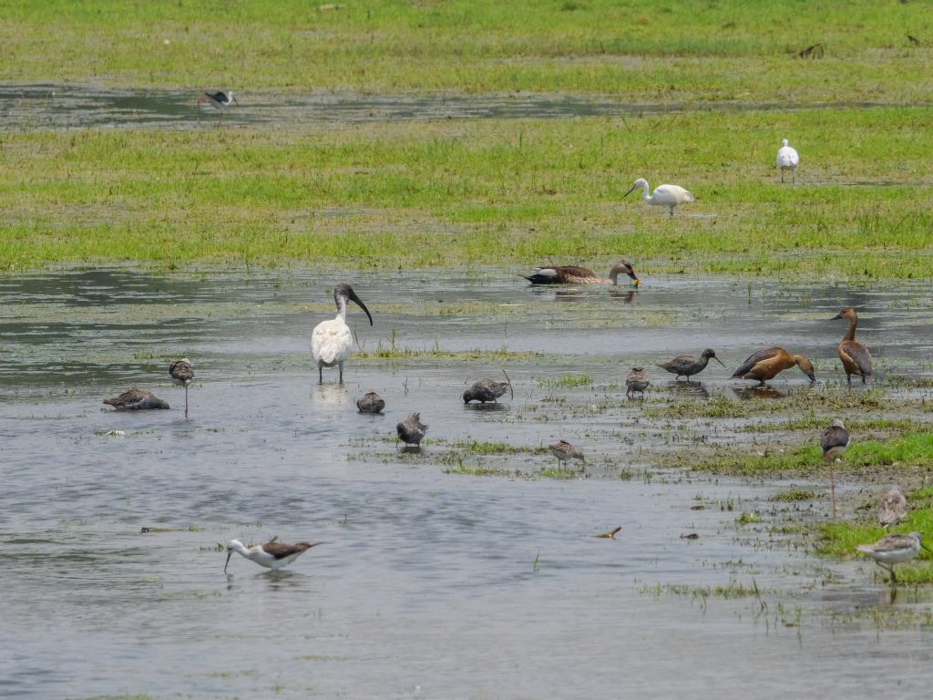 Bharatpur reserve