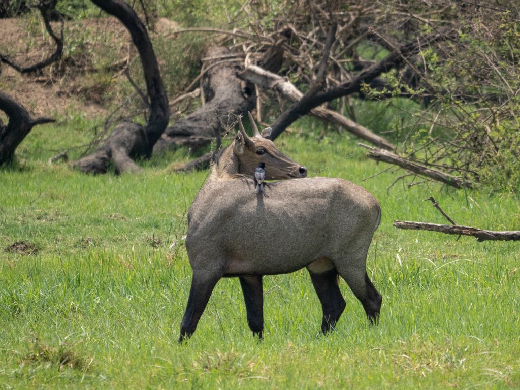 Bharatpur reserve