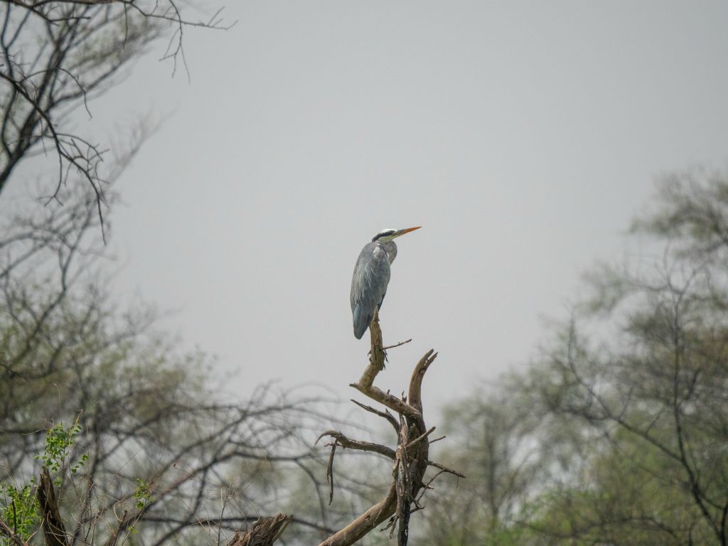 Bharatpur reserve