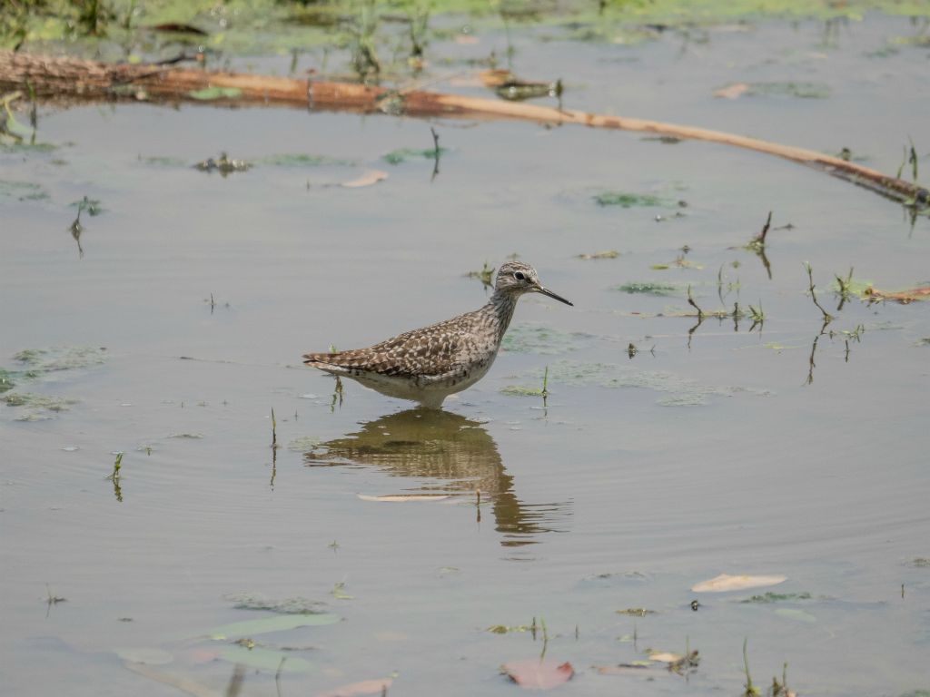 Bharatpur reserve