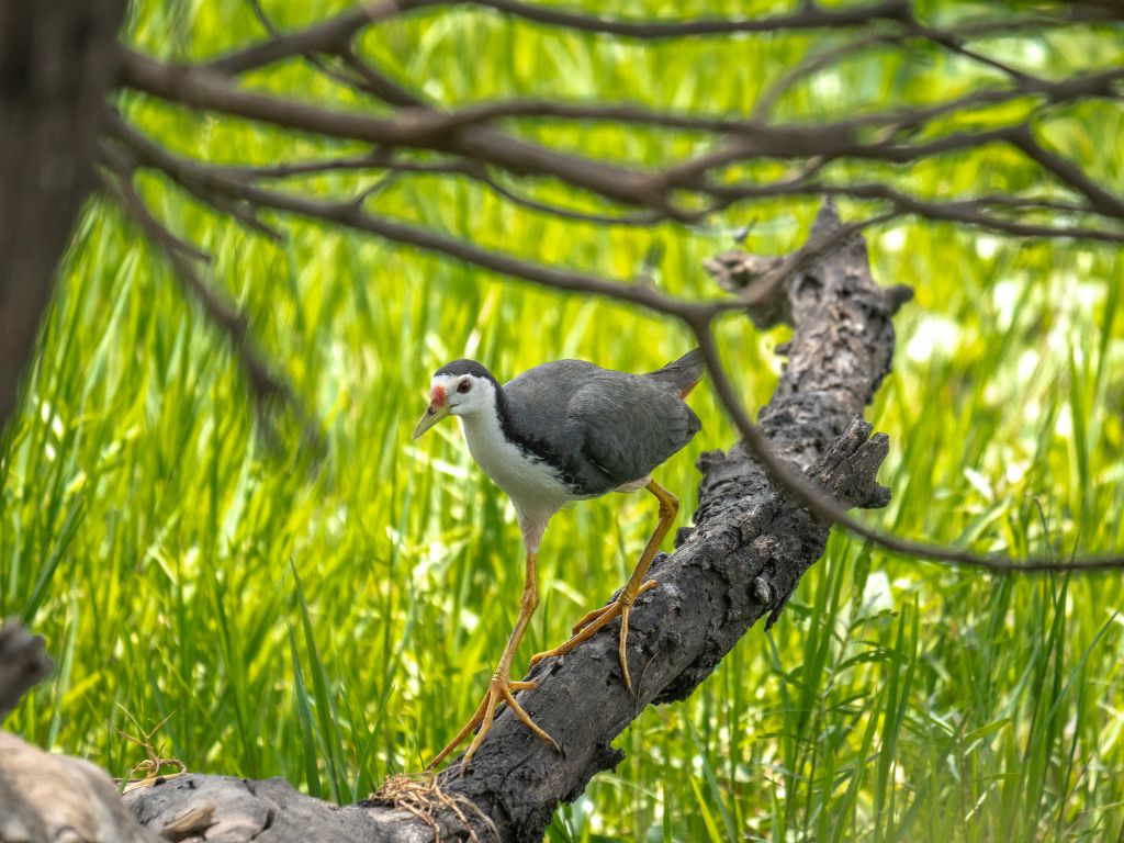 Bharatpur reserve