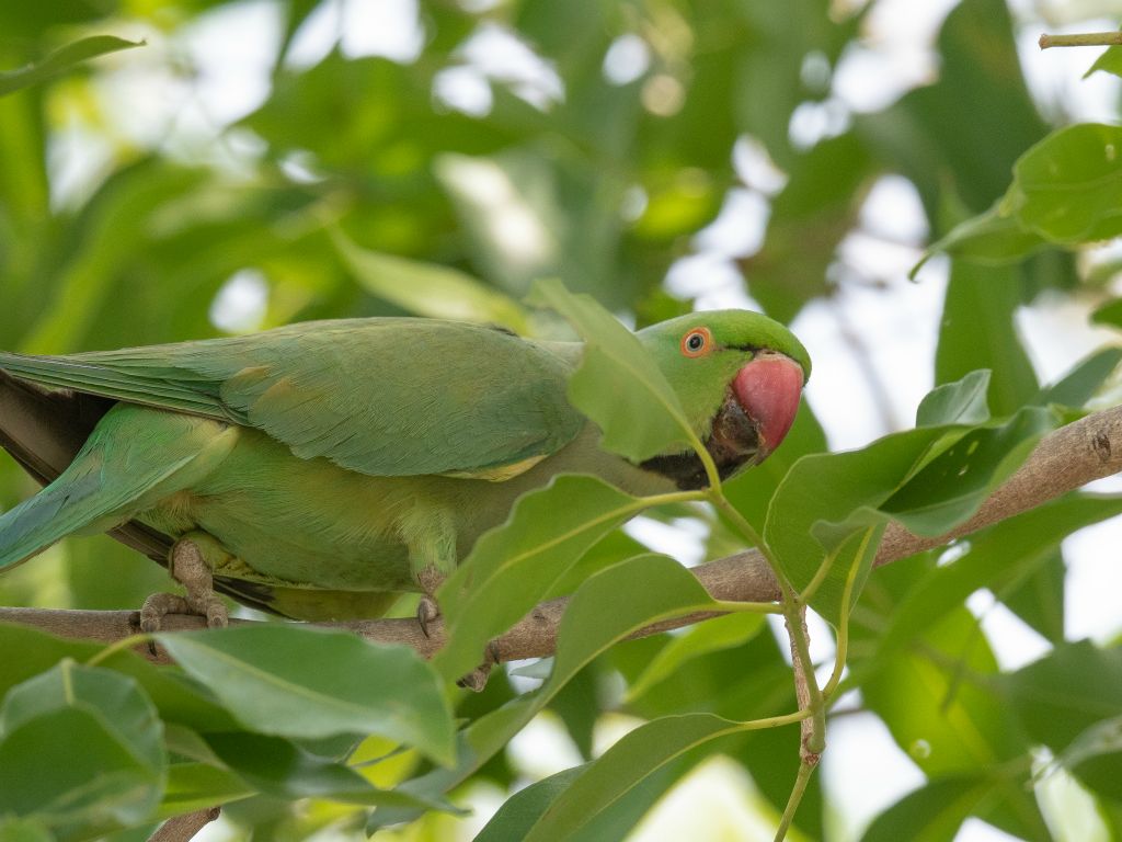 Bharatpur reserve