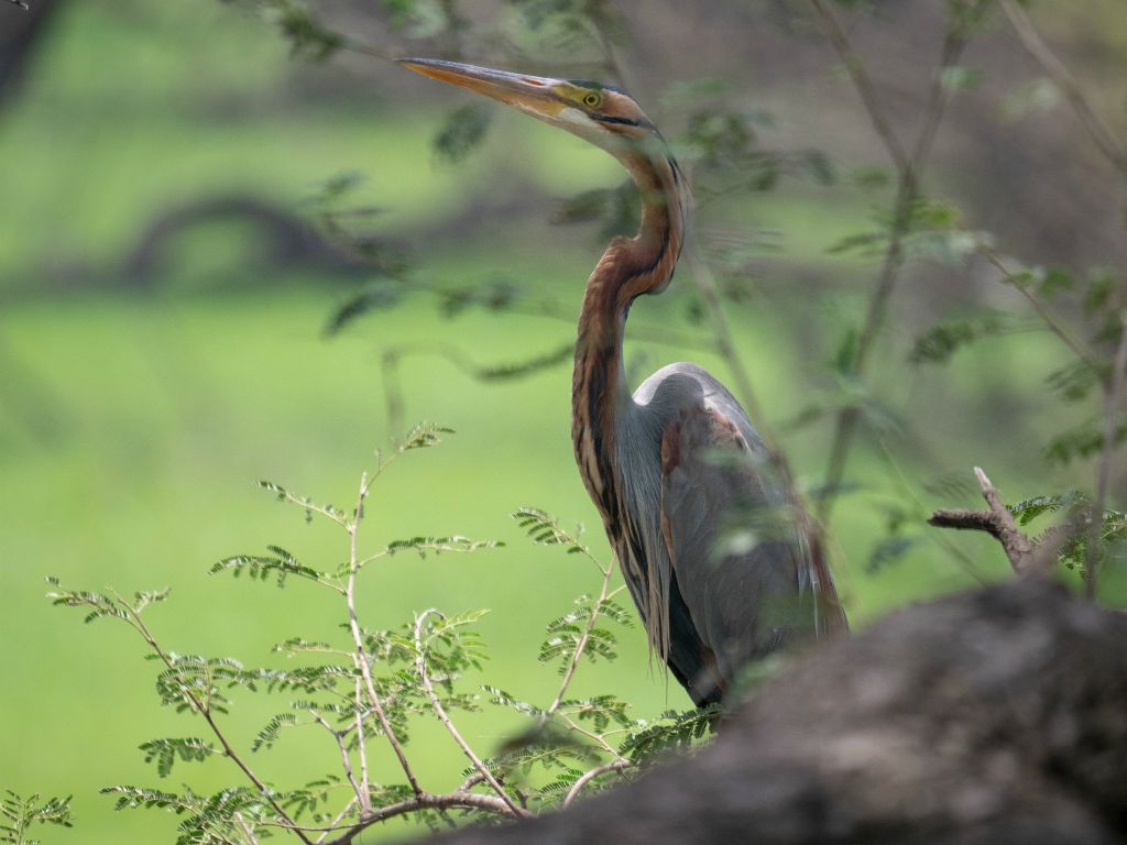 Bharatpur reserve