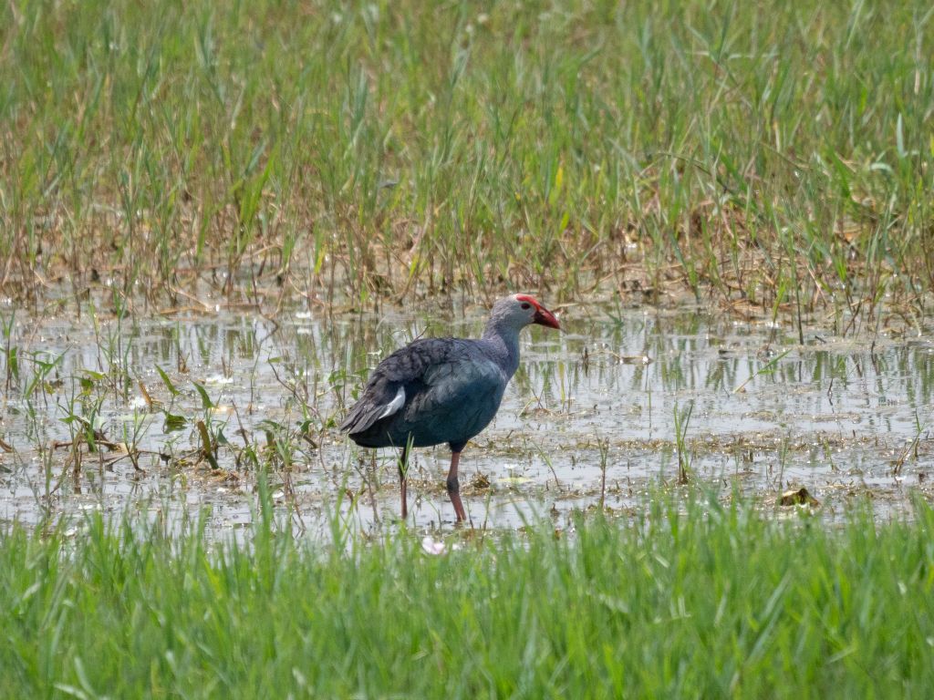 Bharatpur reserve