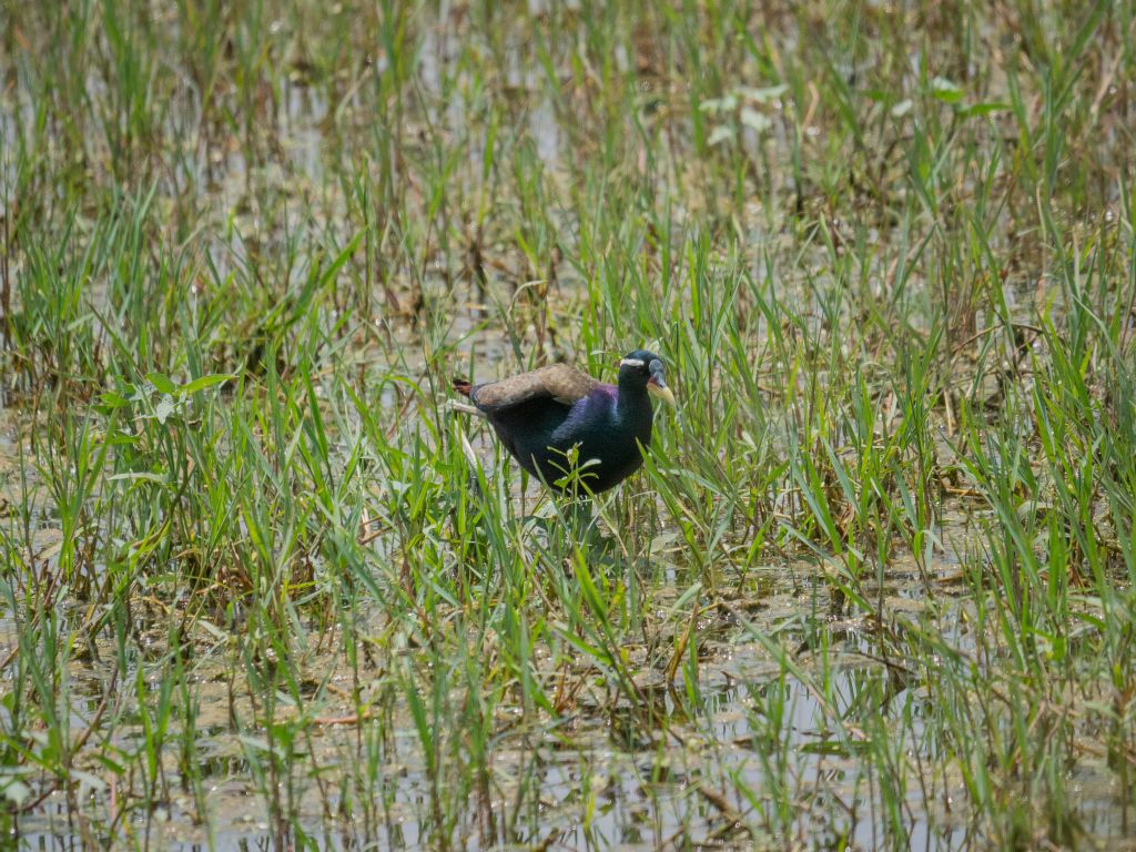 Bharatpur reserve