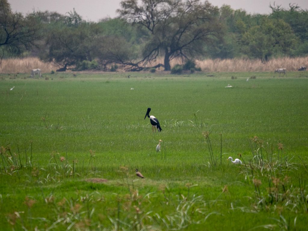 Bharatpur reserve