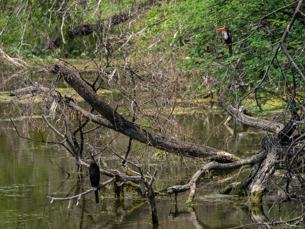 Bharatpur reserve