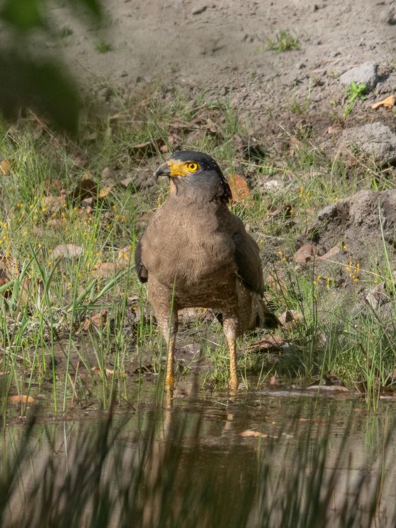 Bandhavgarh National Park