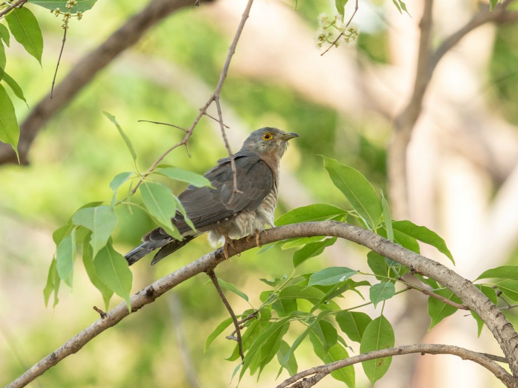 Bandhavgarh National Park