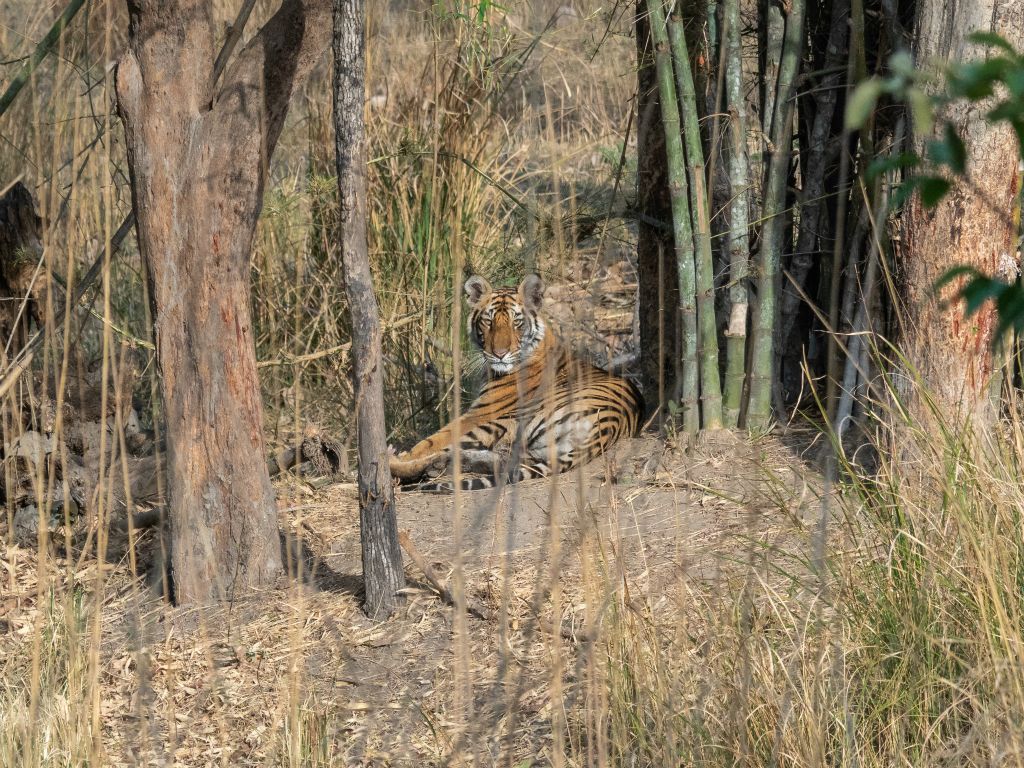 Bandhavgarh National Park