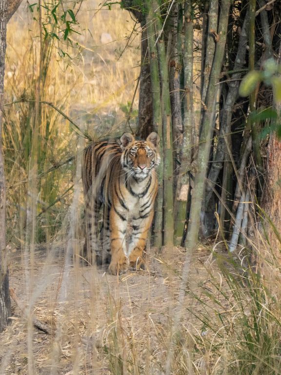 Bandhavgarh National Park