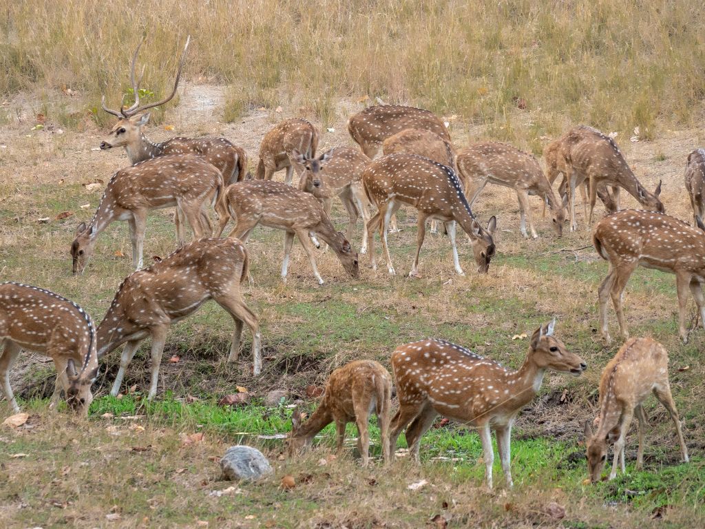 Bandhavgarh National Park