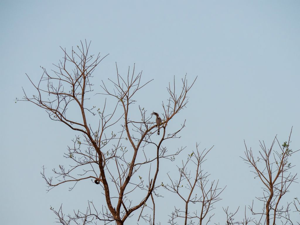 Bandhavgarh National Park