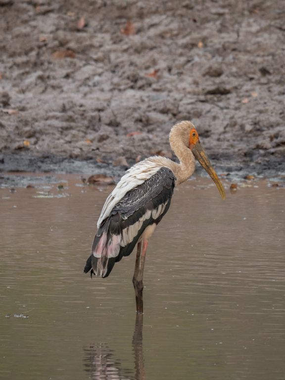 Bandhavgarh National Park