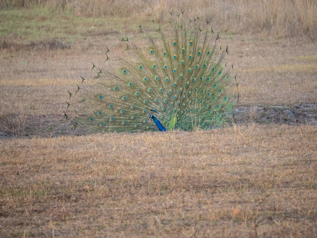 Bandhavgarh National Park