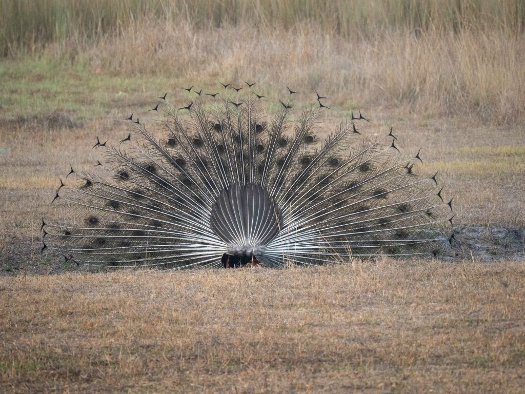 Bandhavgarh National Park