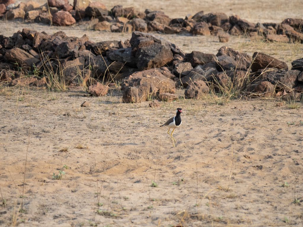 Bandhavgarh National Park