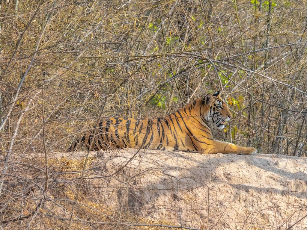 Bandhavgarh National Park