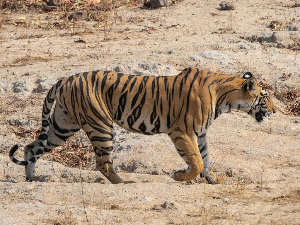 Bandhavgarh National Park