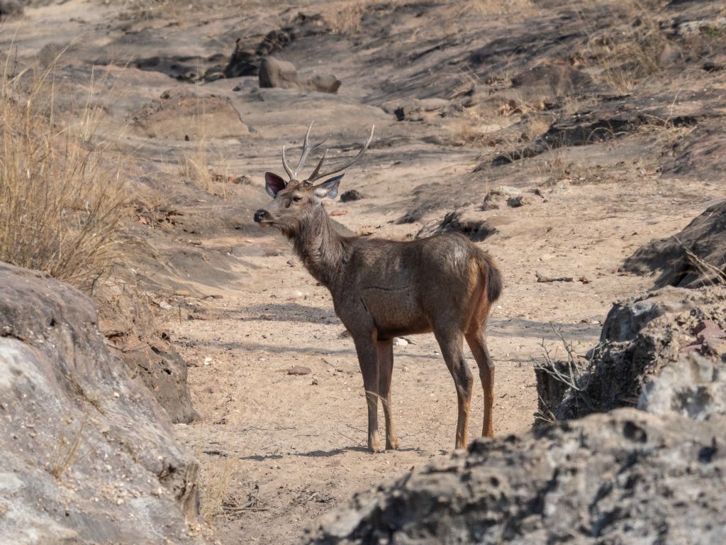 Bandhavgarh National Park