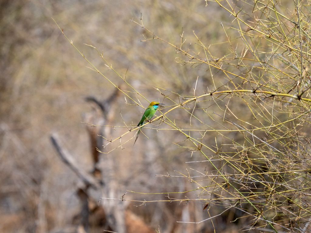 Bandhavgarh National Park