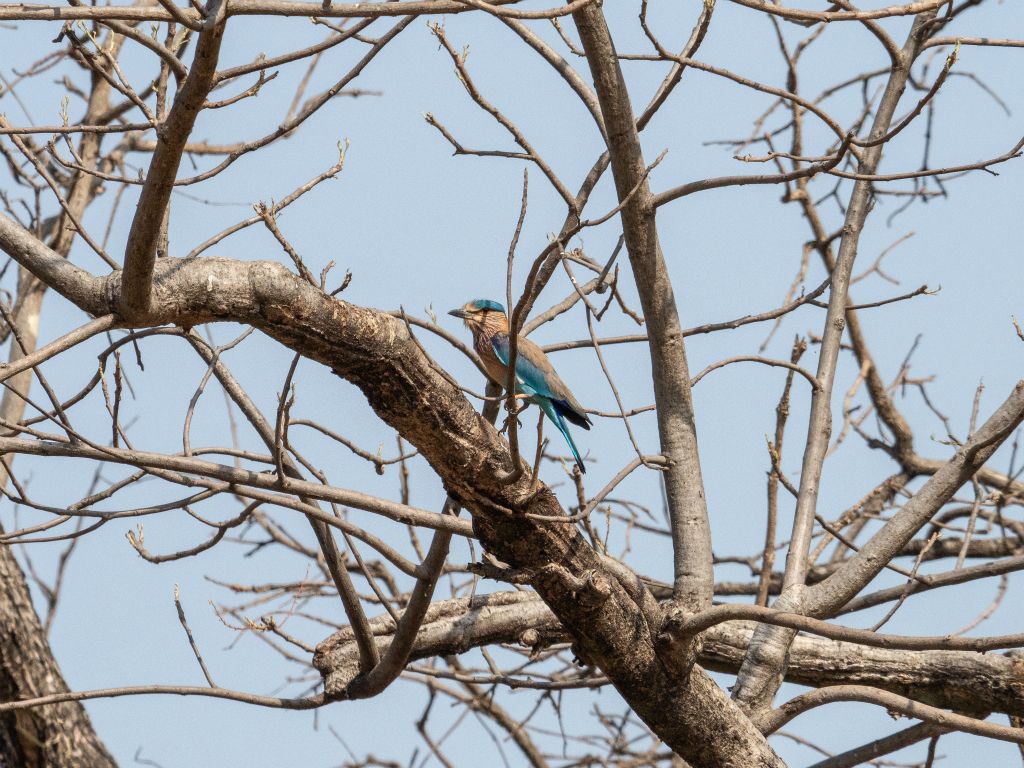 Bandhavgarh National Park