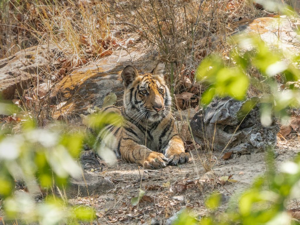 Bandhavgarh National Park