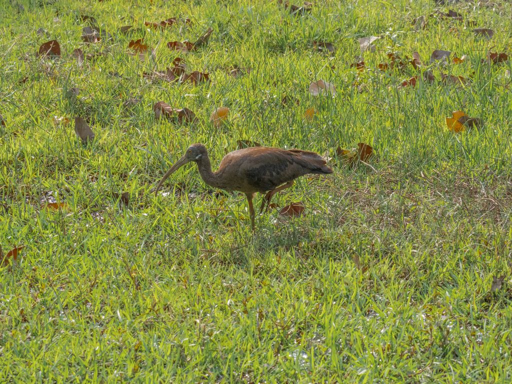 Bandhavgarh National Park