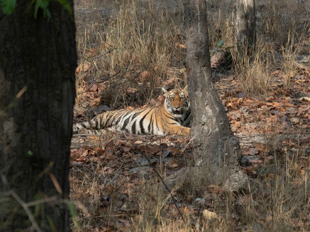 Bandhavgarh National Park