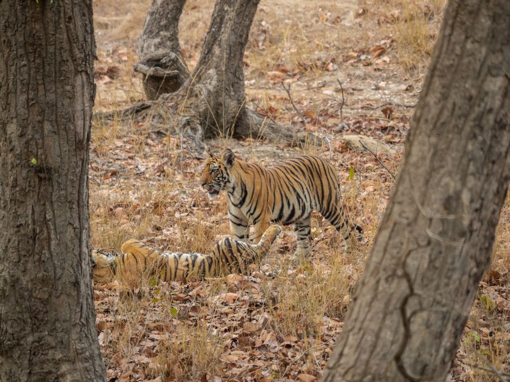 Bandhavgarh National Park