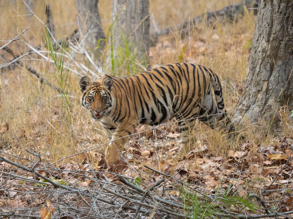 Bandhavgarh National Park