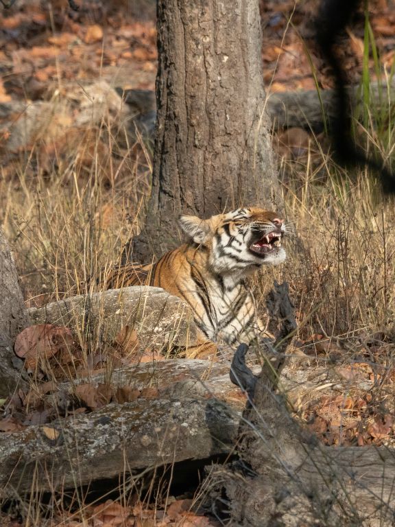 Bandhavgarh National Park