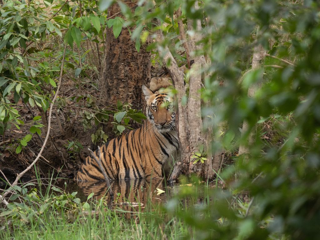 Bandhavgarh National Park