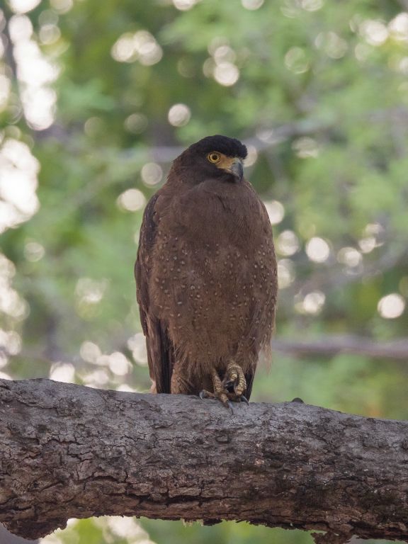 Bandhavgarh National Park