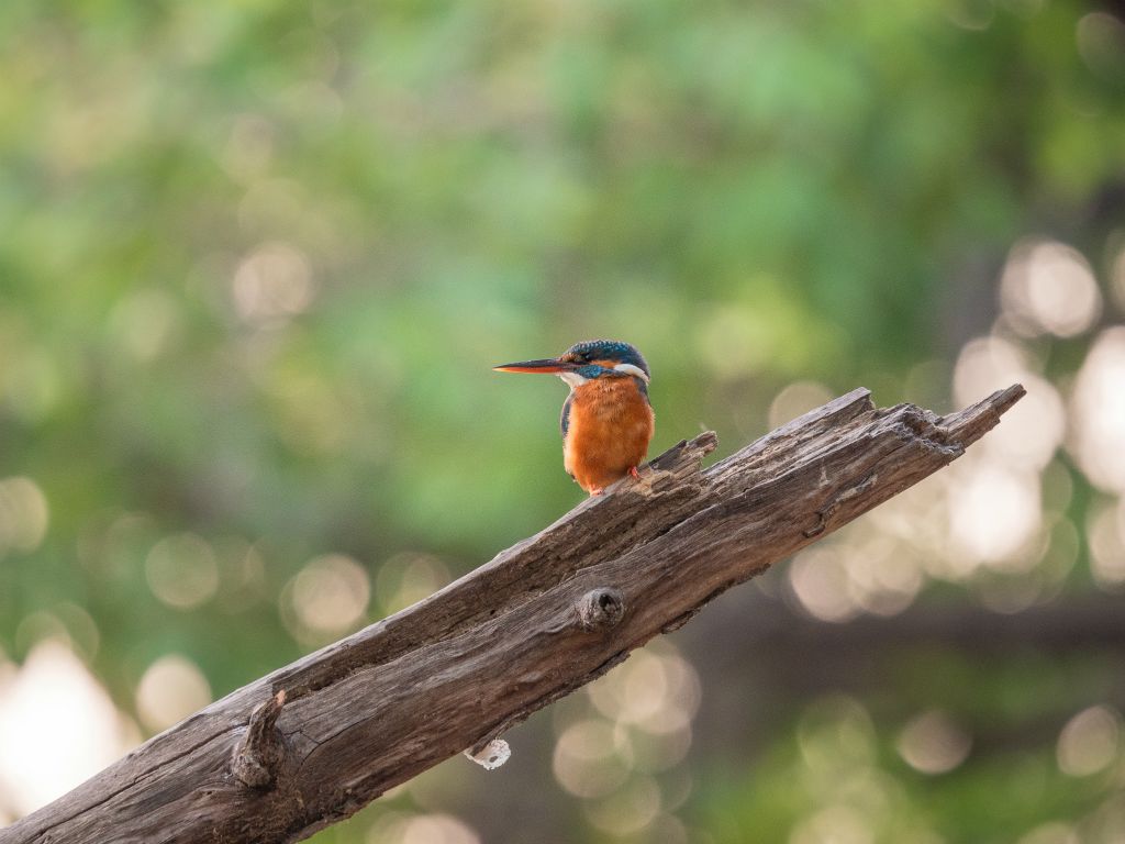 Bandhavgarh National Park