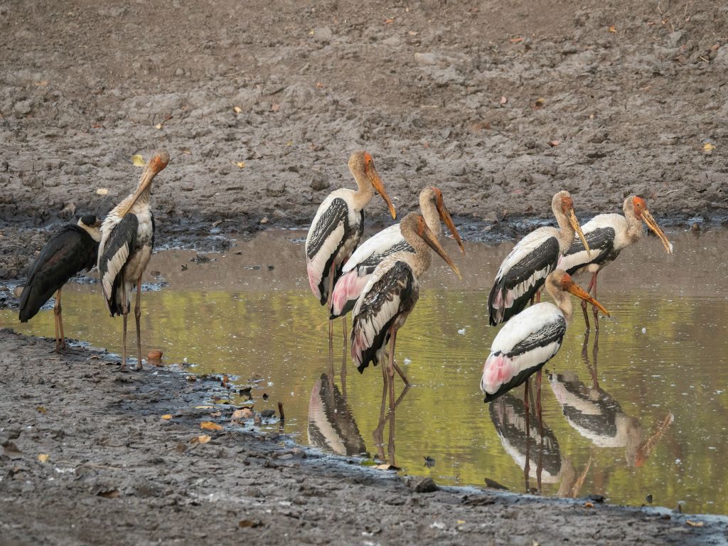 Bandhavgarh National Park