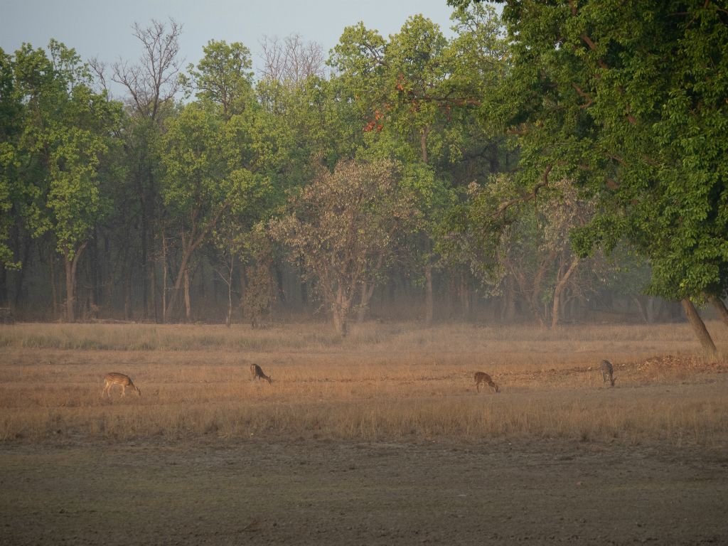 Bandhavgarh National Park