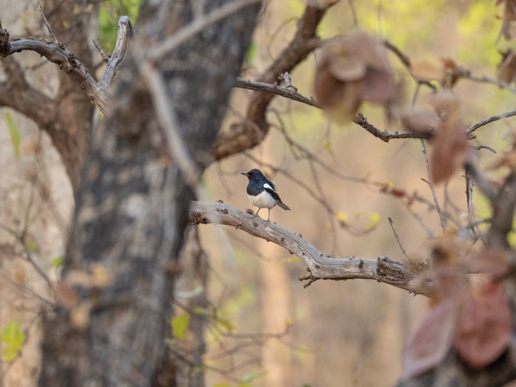 Bandhavgarh National Park