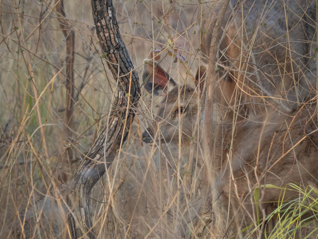 Bandhavgarh National Park