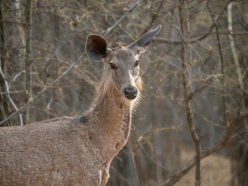 Bandhavgarh National Park