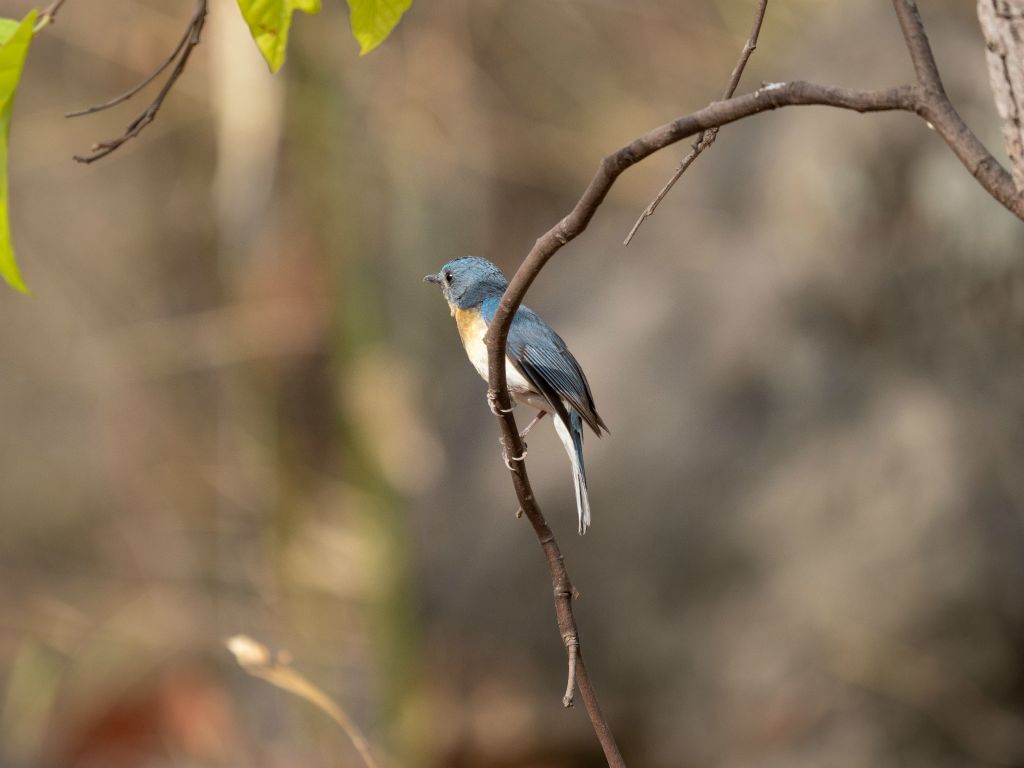 Bandhavgarh National Park