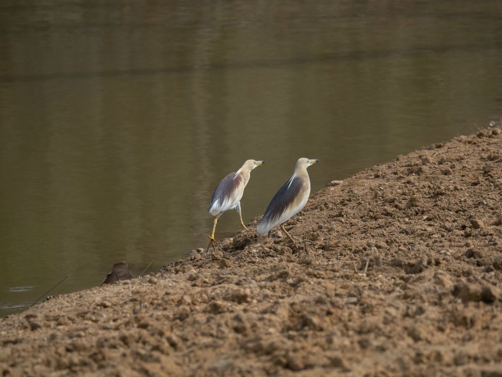 Bandhavgarh National Park