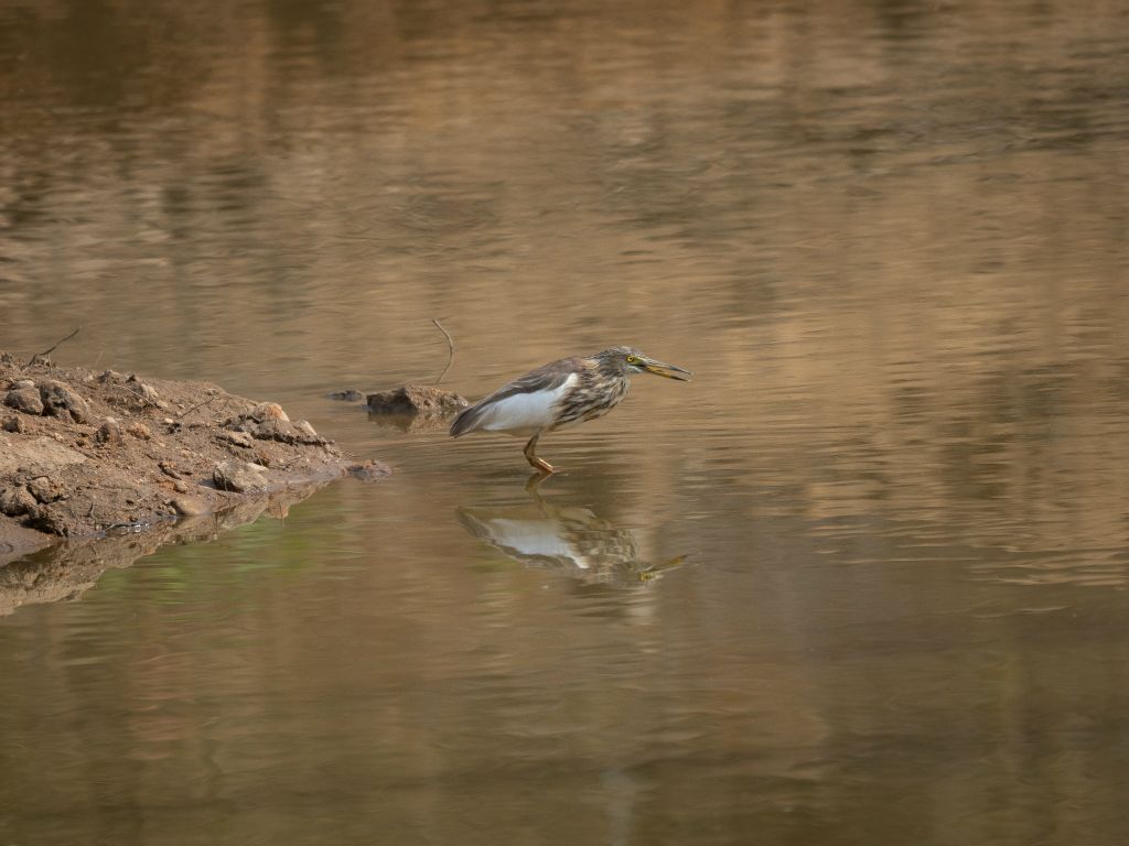 Bandhavgarh National Park