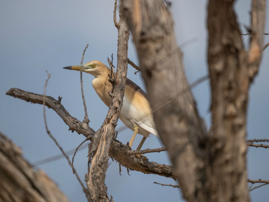 Bandhavgarh National Park