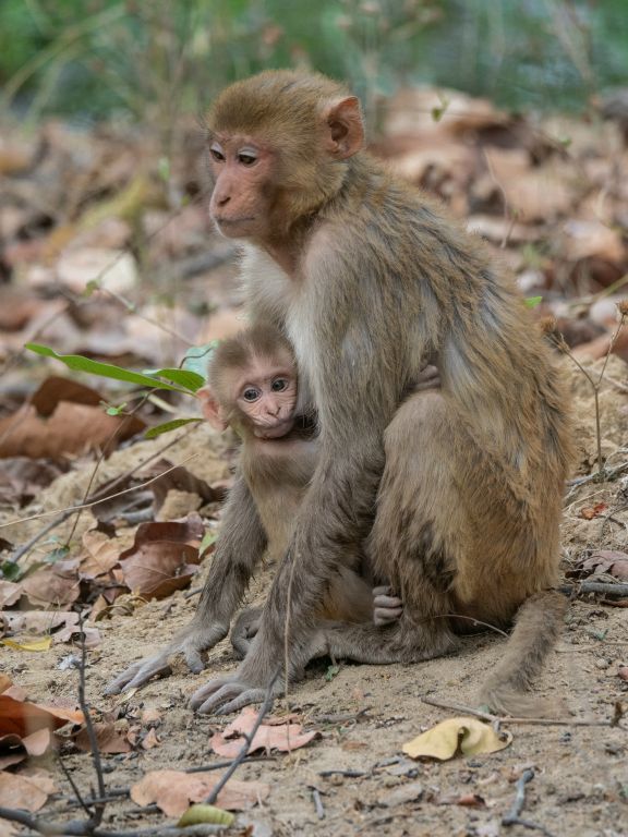 Kanha National Park