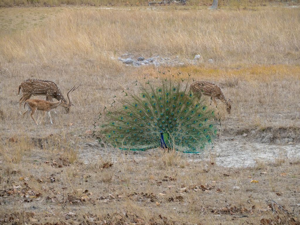 Kanha National Park