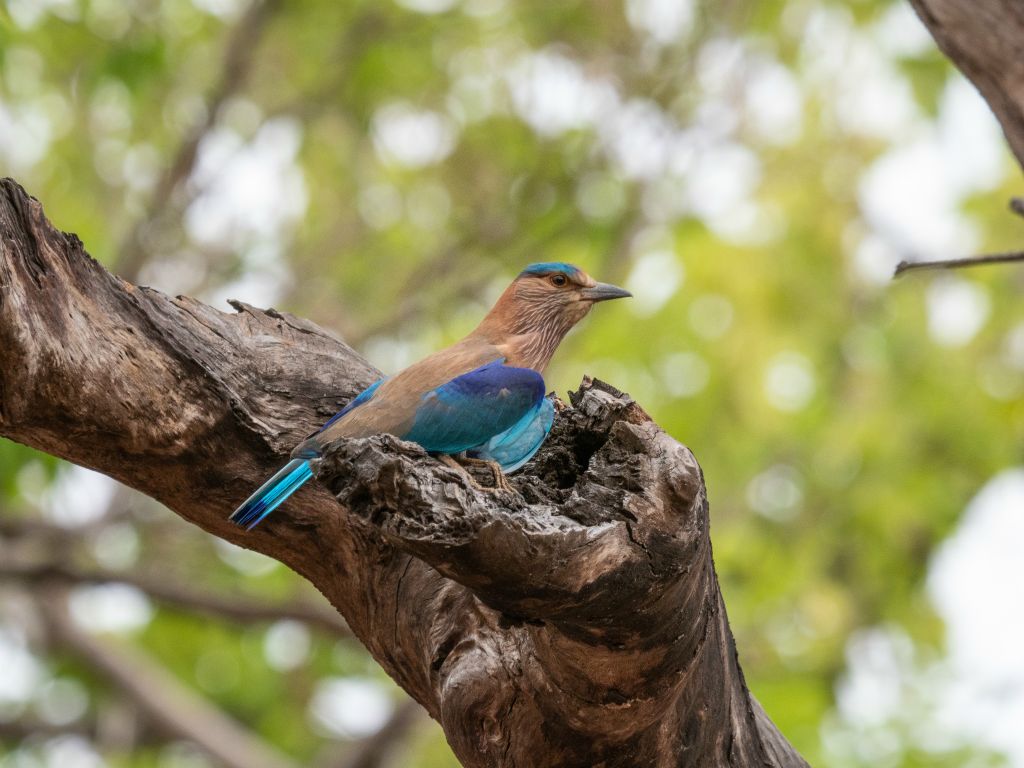 Kanha National Park